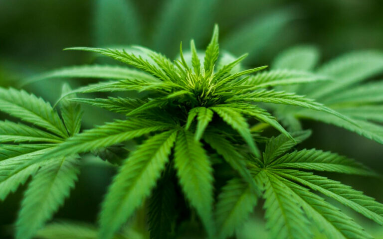 cannabis